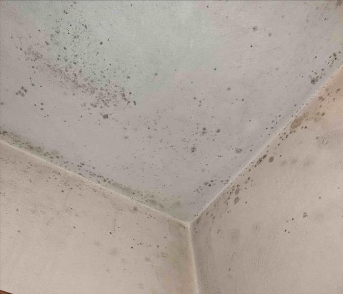 White wall with mold spores 
